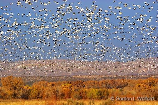 Sky Full Of Snow Geese_73231.jpg - Snow Geese (Chen caerulescens) photographed in the Bosque del Apache National Wildlife Refuge near San Antonio, New Mexico, USA.